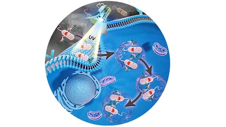 Once inside Salmonella bacteria, a Purdue-developed probe can show, in real time, the proteins interacting with the bacteria.