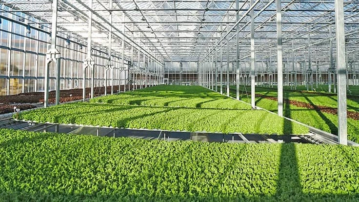 Gotham Greens' new greenhouse 