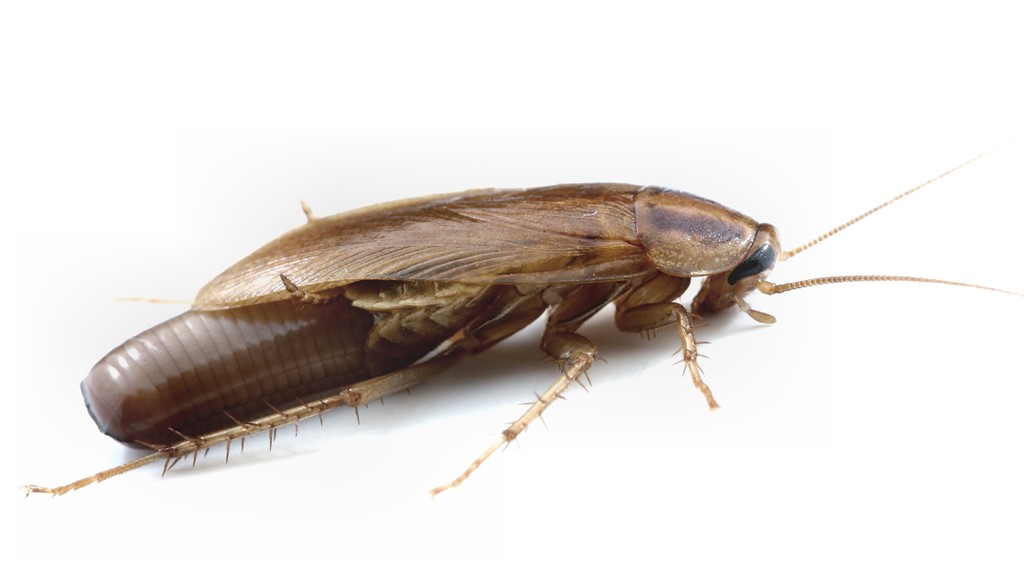 10 Tips for Dealing with German Cockroaches - Quality Assurance